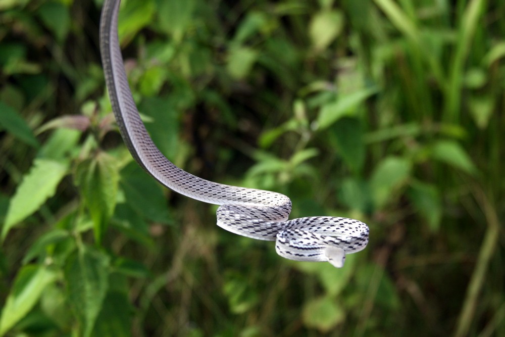 Oriental whip snake